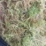 苔藓干鲜货干净够干大量批发冬眠佳品地绿化等