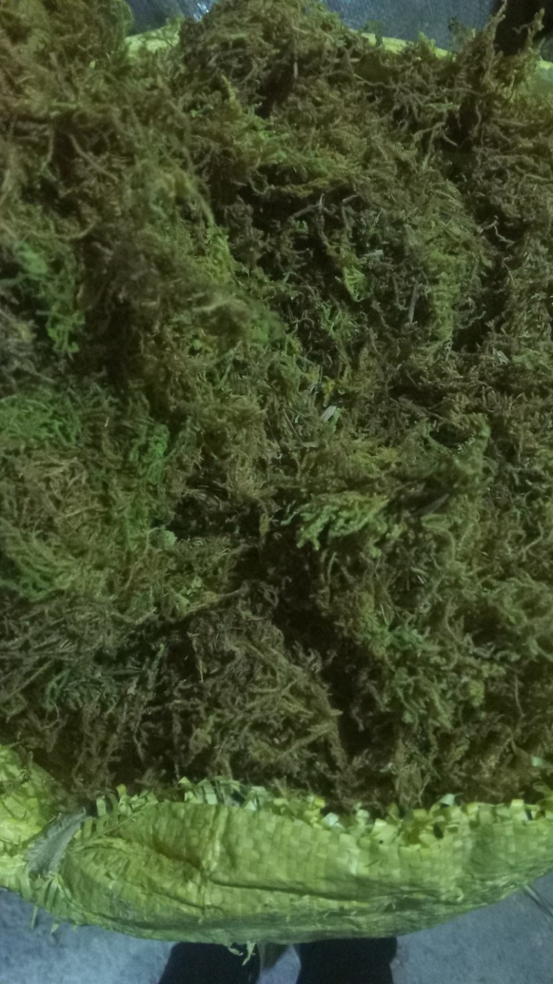 苔藓干鲜货干净够干大量批发冬眠佳品地绿化等