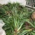 石菖蒲苗，药用菖蒲价格优惠对接全国欢迎来电订货合作