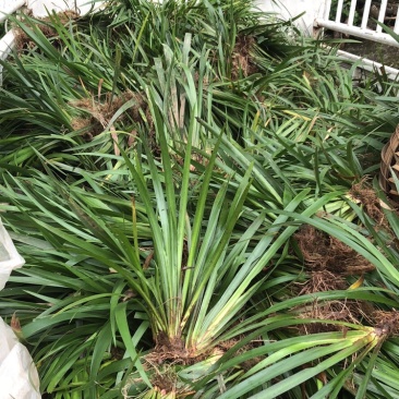石菖蒲苗，药用菖蒲价格优惠对接全国欢迎来电订货合作