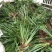 石菖蒲苗，药用菖蒲价格优惠对接全国欢迎来电订货合作