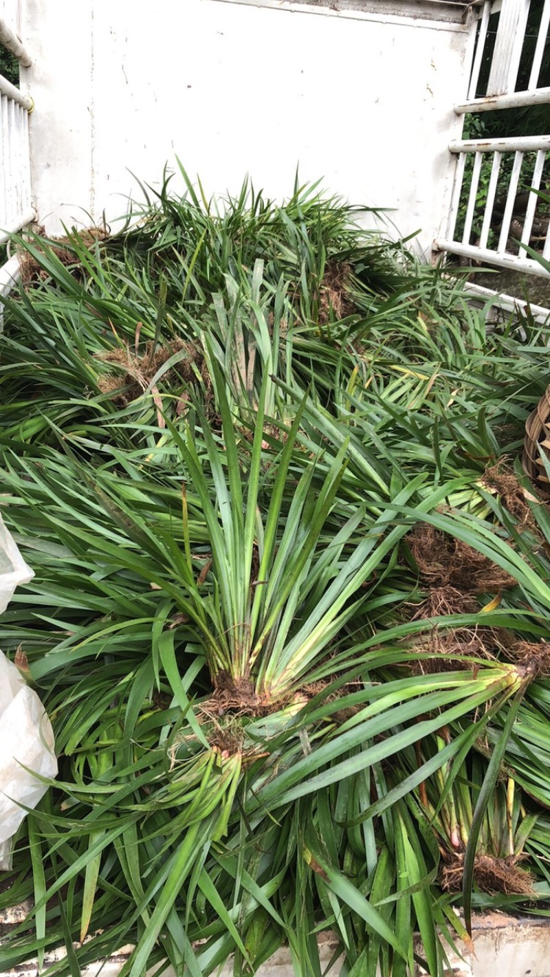 石菖蒲苗，药用菖蒲价格优惠对接全国欢迎来电订货合作