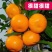 新品种9～10月份早熟金秋沙糖桔苗《速生生长速度快》
