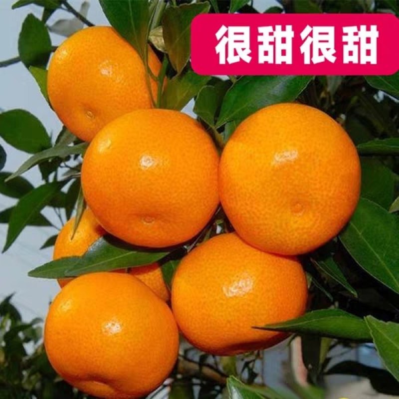 新品种9～10月份早熟金秋沙糖桔苗《速生生长速度快》