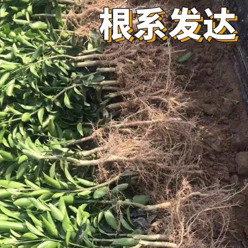 新品种9～10月份早熟金秋沙糖桔苗《速生生长速度快》