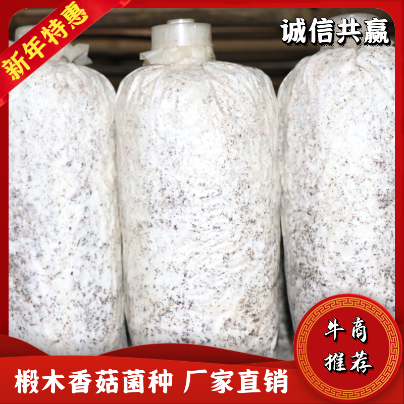 香菇菌种三级椴木香菇菌种菌包厂家直销发货