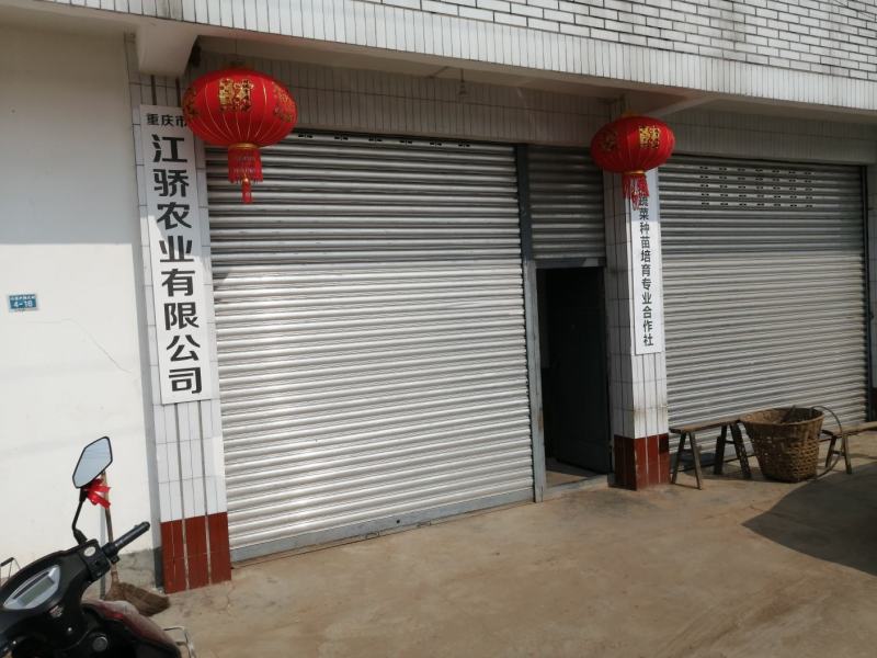辣椒苗：二金条（软皮、硬皮）艳红、艳椒5号