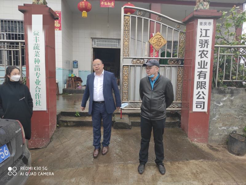 辣椒苗：二金条（软皮、硬皮）艳红、艳椒5号