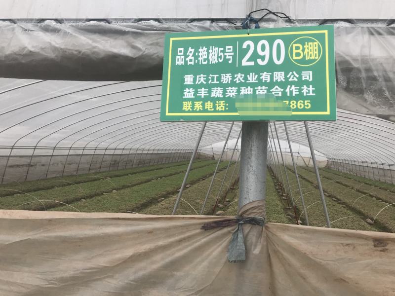 辣椒苗：二金条（软皮、硬皮）艳红、艳椒5号