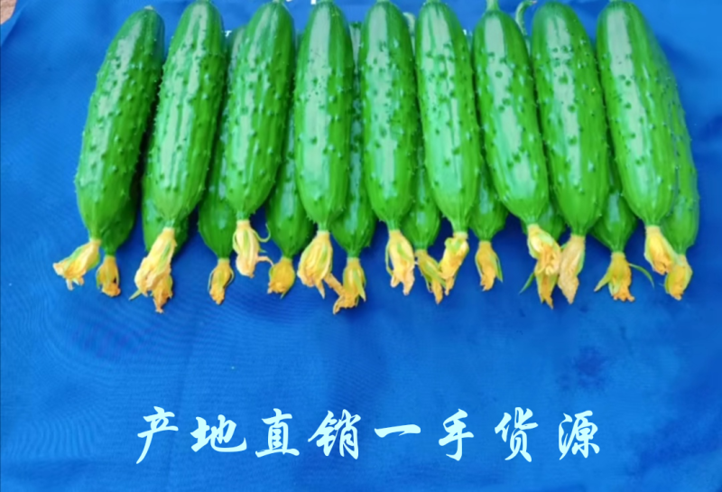 【黄瓜】辽宁旱黄瓜全年供应旱黄瓜现货支持视频看货