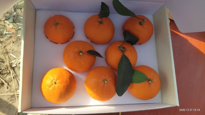 象山精品特产爱媛水果