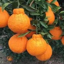 早熟不知火柑橘苗《速生生长结果快》成活率高