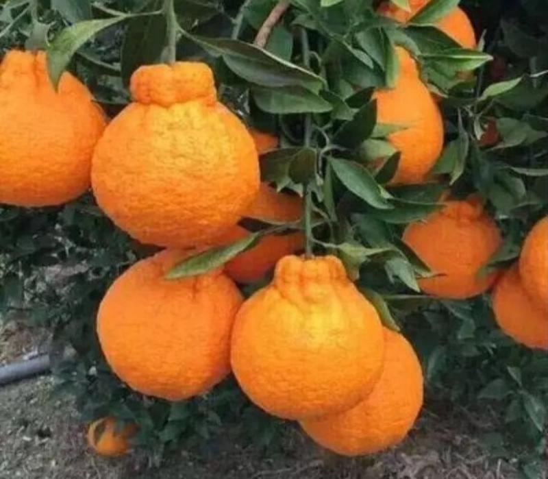 早熟不知火柑橘苗《速生生长结果快》成活率高