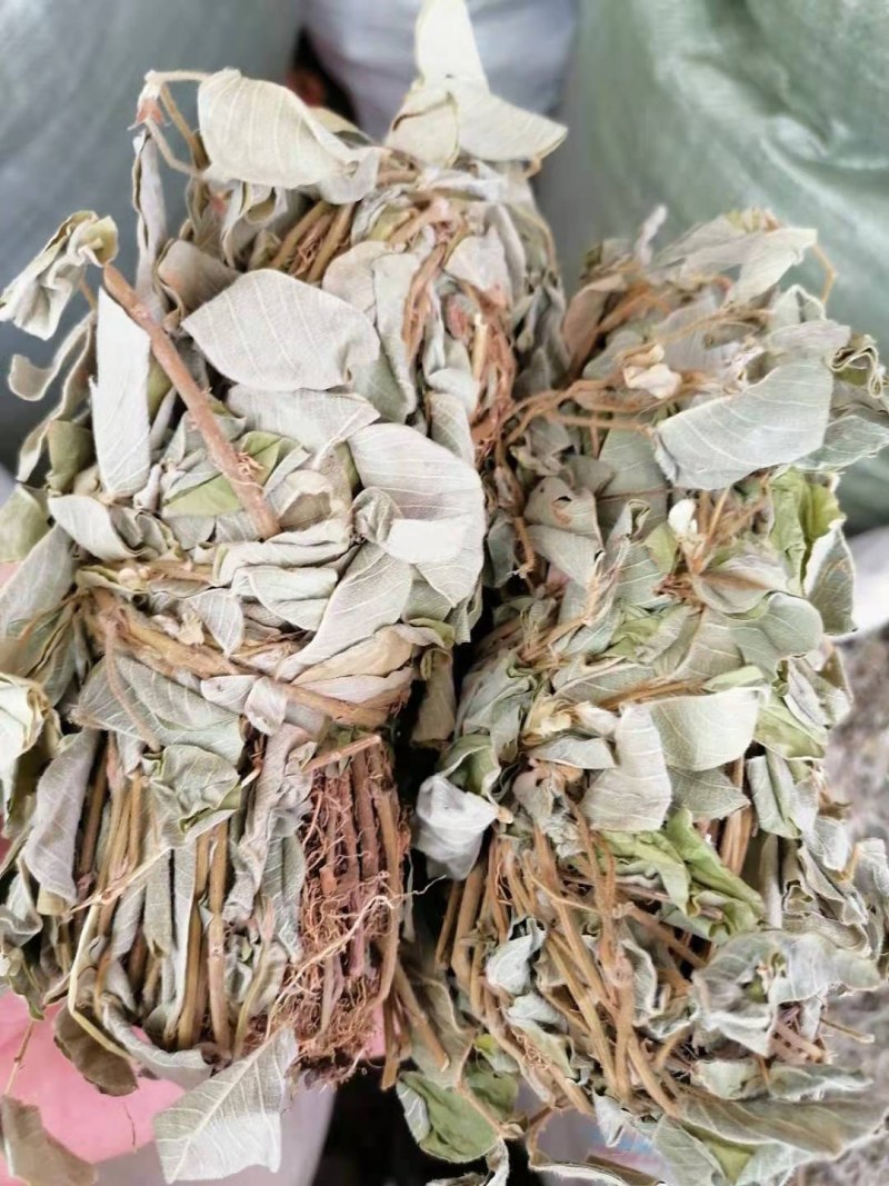 金钱草，广西金钱草，干货，扎把，切段都有货