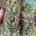 金钱草，广西金钱草，干货，扎把，切段都有货