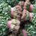 大叶香菜20~30厘米。万亩基地货多价低，发往全国各地