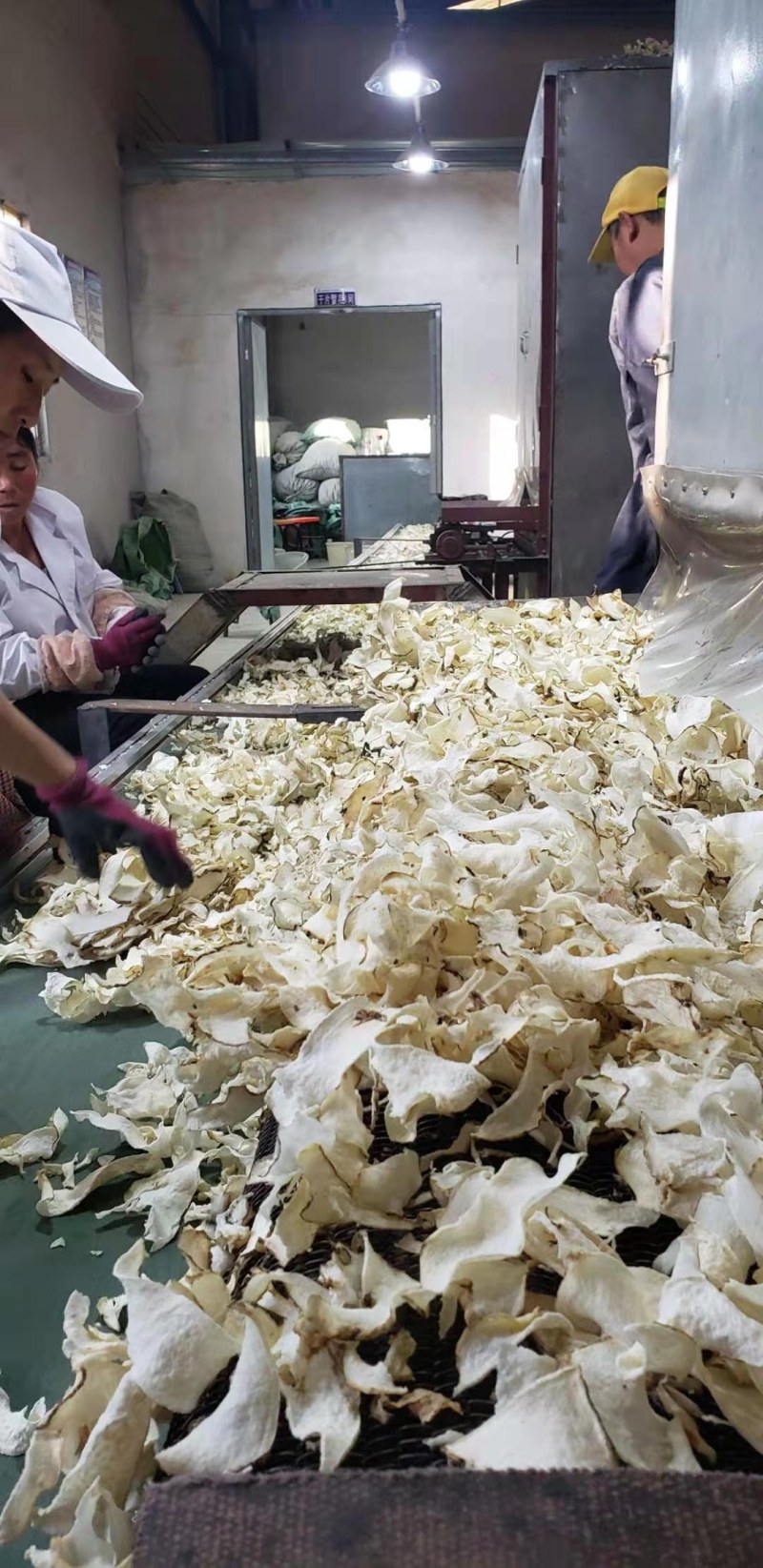 魔芋干片基地直供一手货源量大从优欢迎咨询
