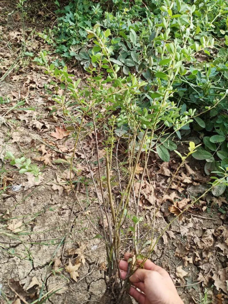 火棘绿篱，品种齐全包成活包技术指导产地直销量大从优