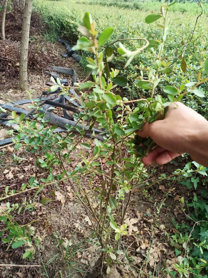 火棘绿篱，品种齐全包成活包技术指导产地直销量大从优