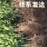 纽荷尔脐橙苗《速生生长结果快》成活率高