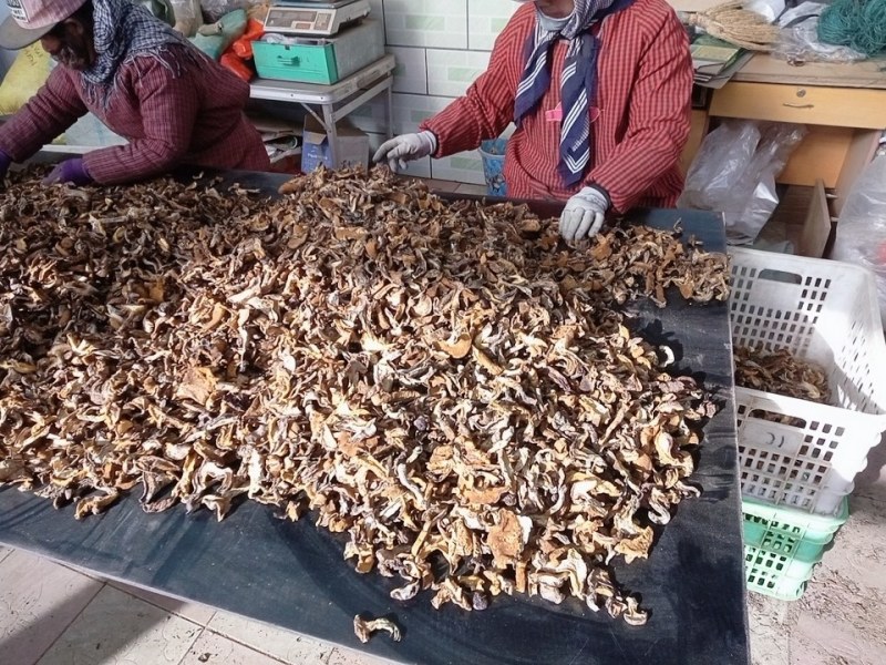 松蘑瓣，松蘑条，松蛾子，土信，粘团子，粘窝子，一手货源
