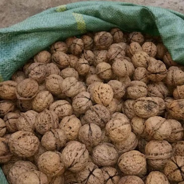 核桃大量批发需要的老板联系