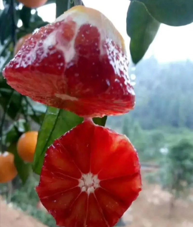 塔罗科血橙苗《速生生长结果快》成活率高耐旱