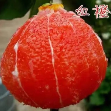 塔罗科血橙苗《速生生长结果快》成活率高耐旱