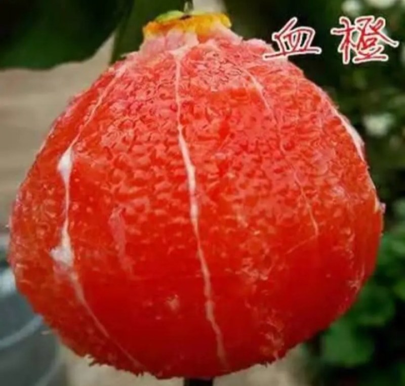塔罗科血橙苗《速生生长结果快》成活率高耐旱