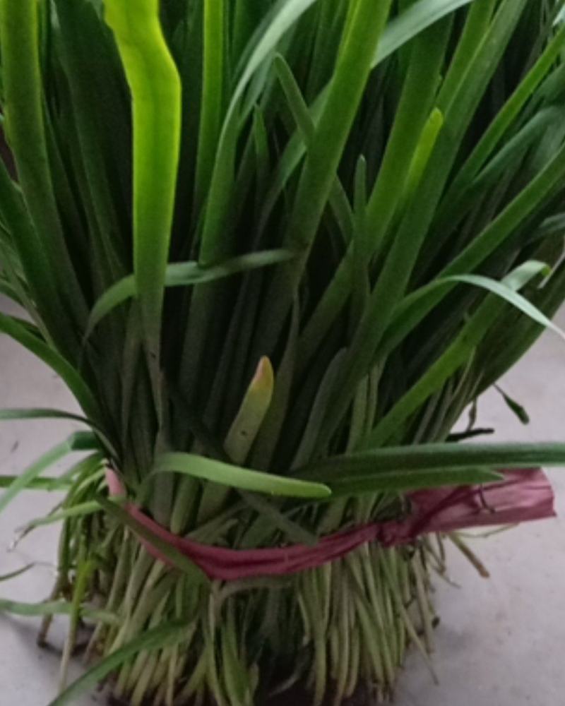 河北衡水菠菜大量上市中，韭菜也已大量上市了