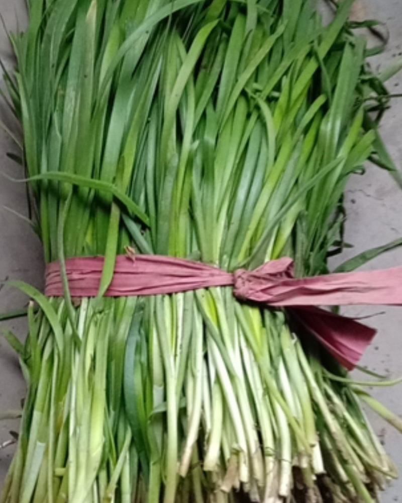 河北衡水菠菜大量上市中，韭菜也已大量上市了