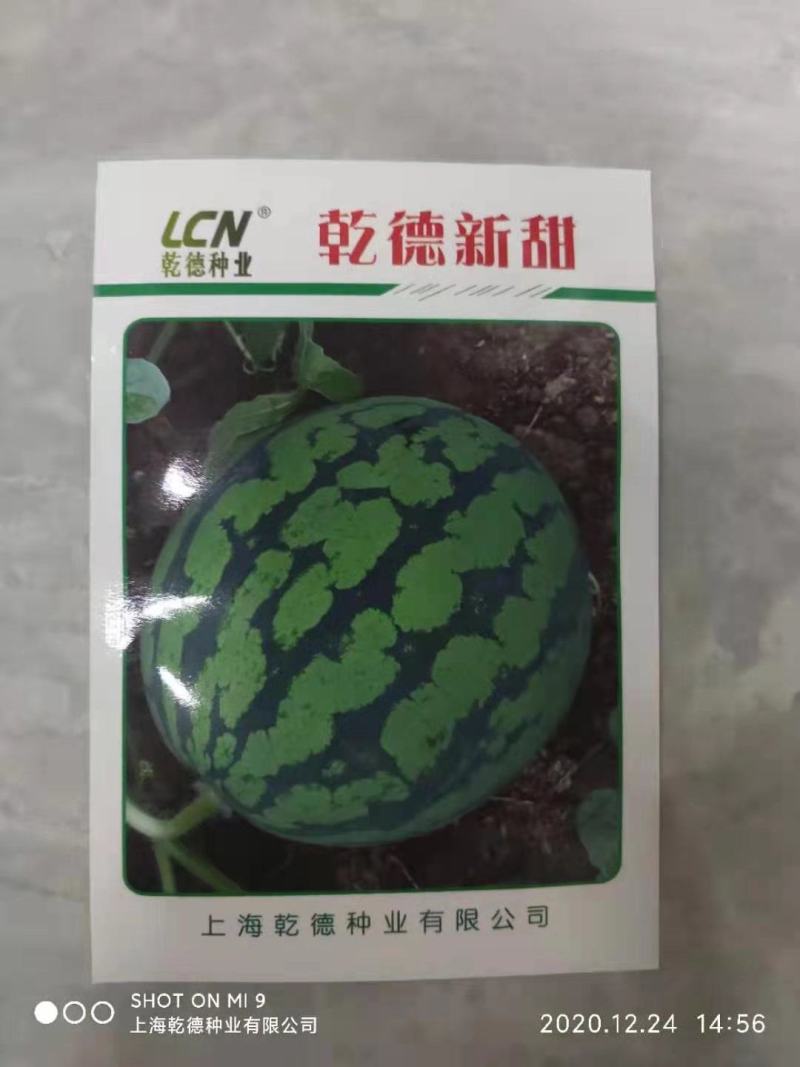 西瓜种子乾德新甜500粒/袋口感好抗病粉瓤