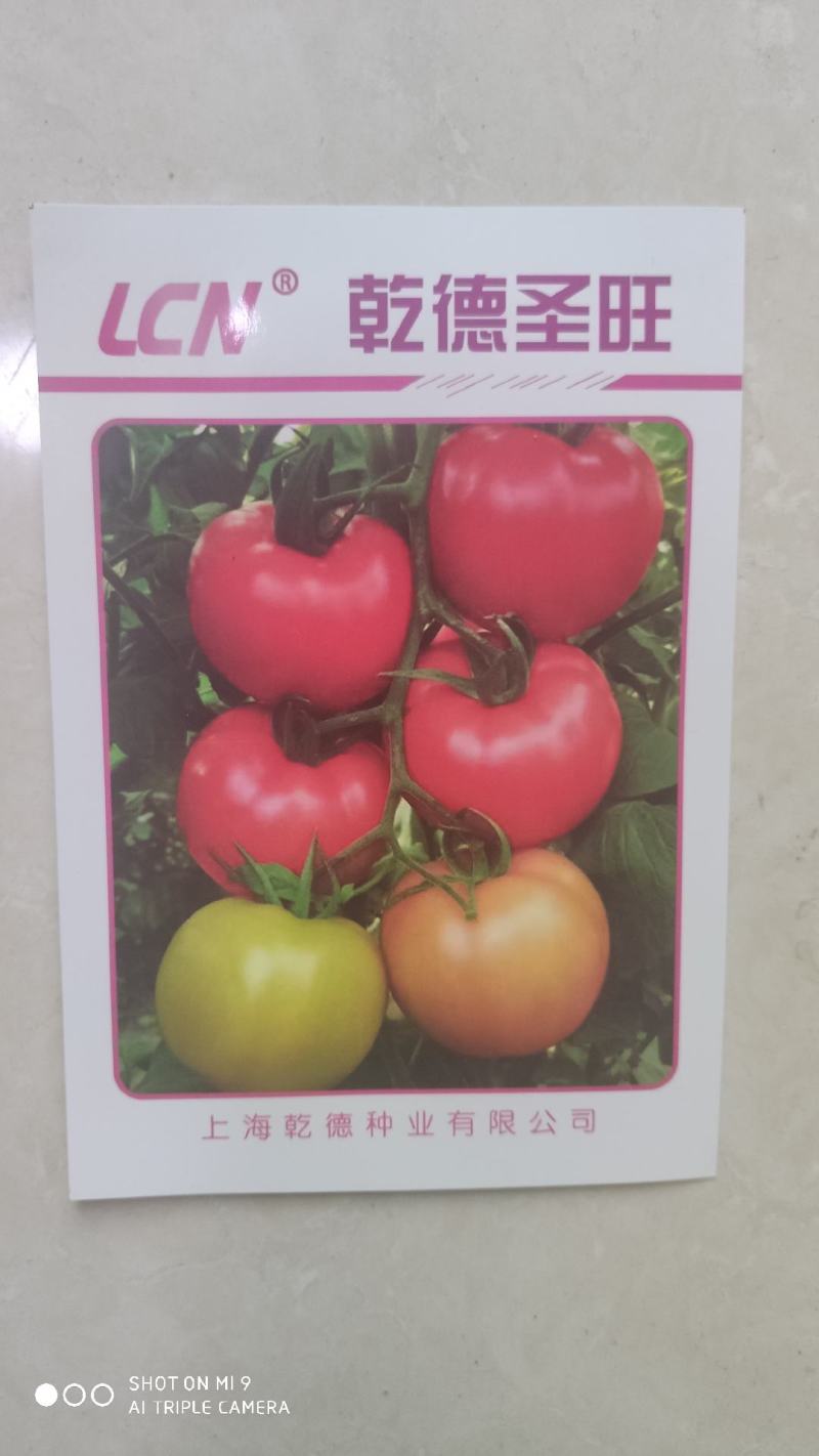 乾德圣旺粉果大果西红柿种子高圆西红柿种子口感好