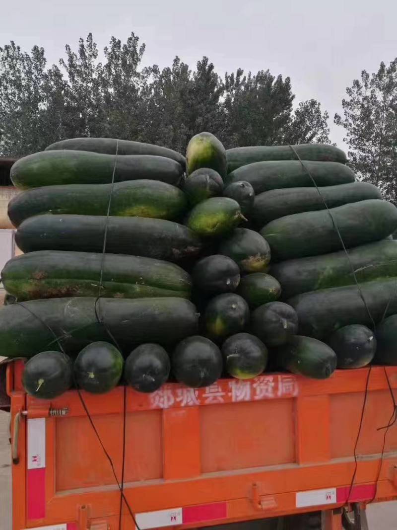 黑皮冬瓜-基地直供-货源充足-保证质量。