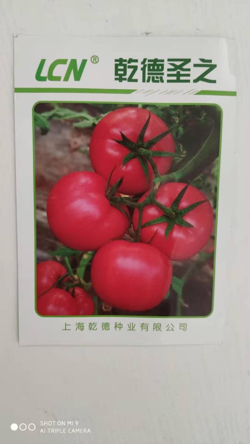 乾德圣之硬粉耐寒不空心，抗叶霉，抗叶斑