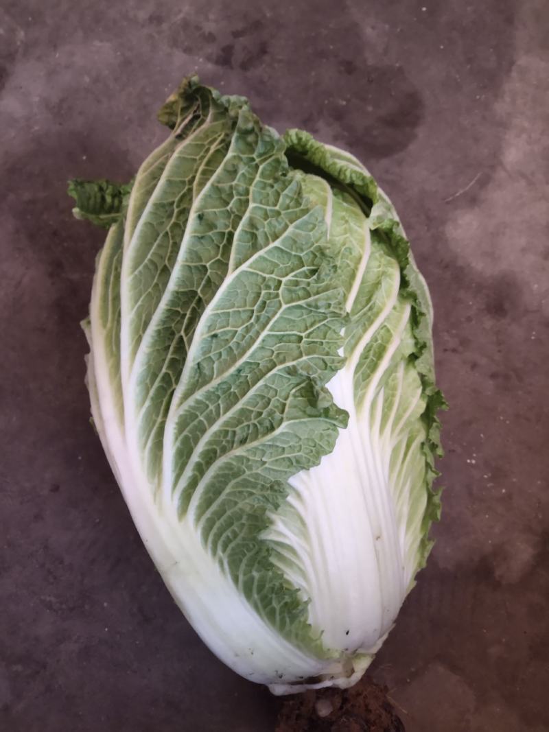 气调库青杂三号白菜大量出售