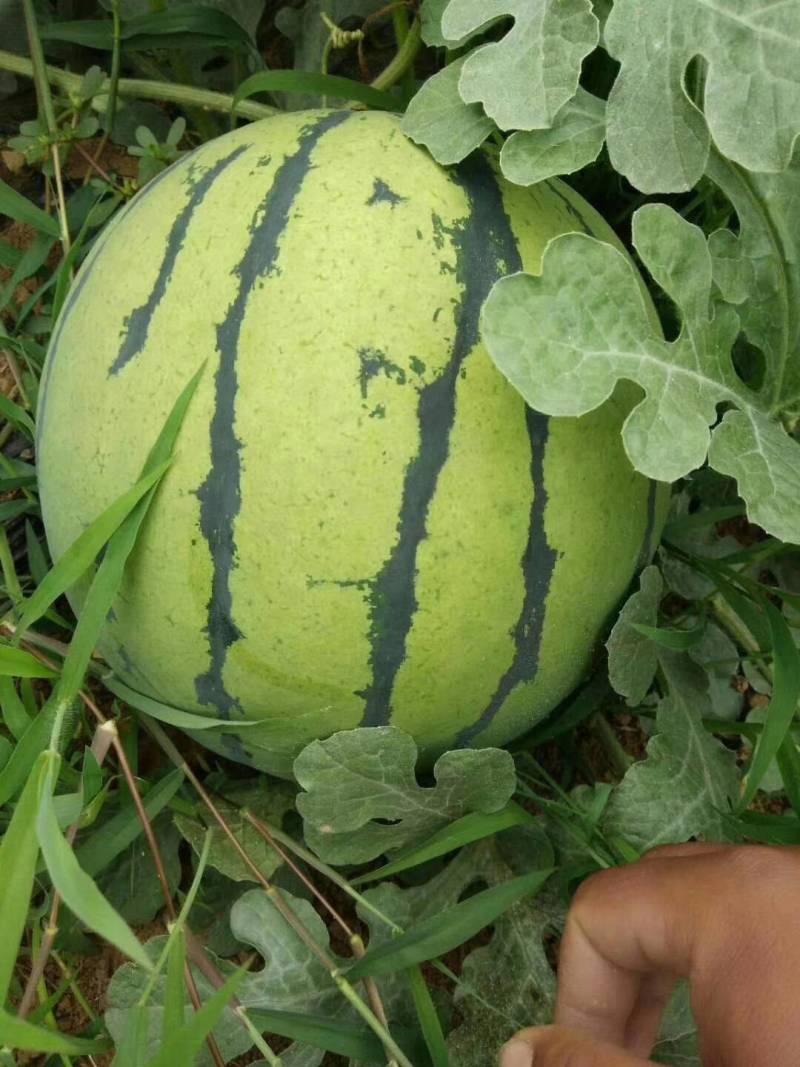 【预售】8424西瓜_基地直供-货源充足-保证质量