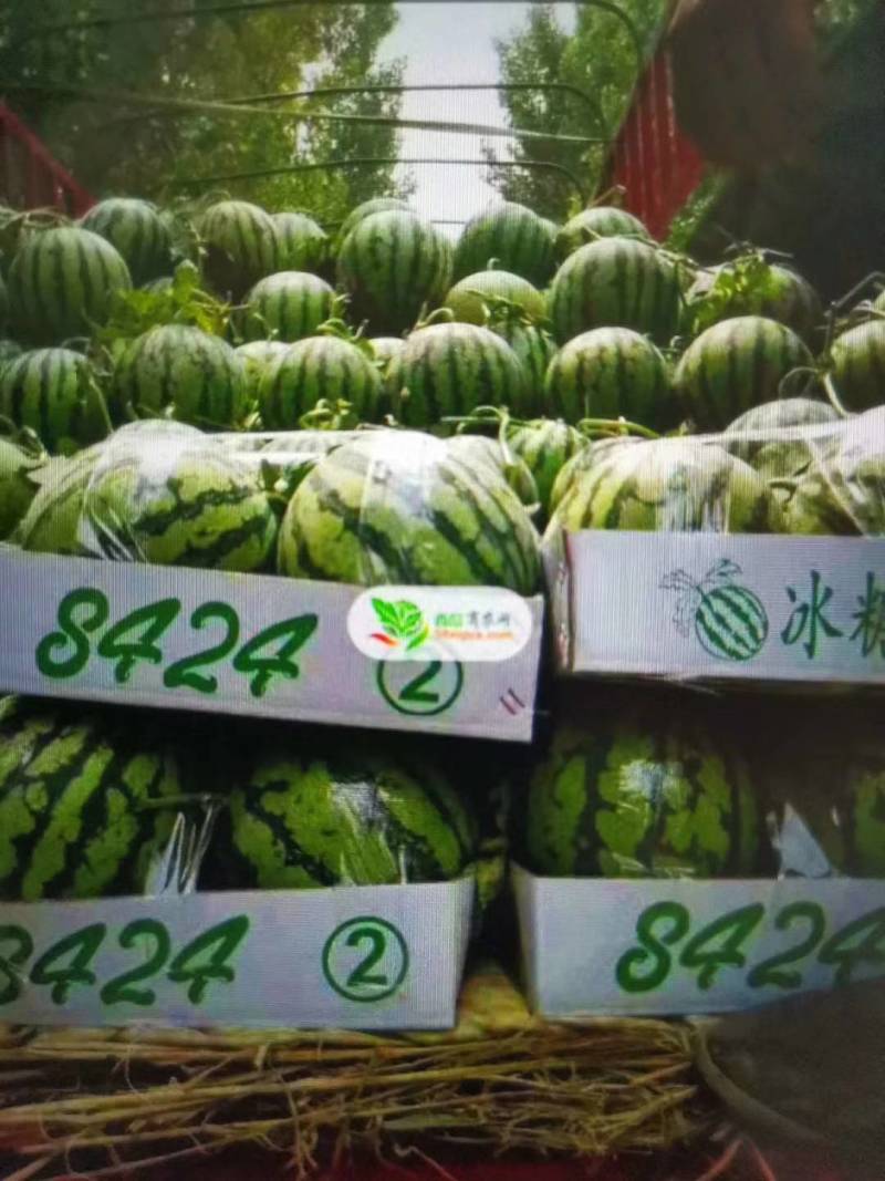 【预售】8424西瓜_基地直供-货源充足-保证质量