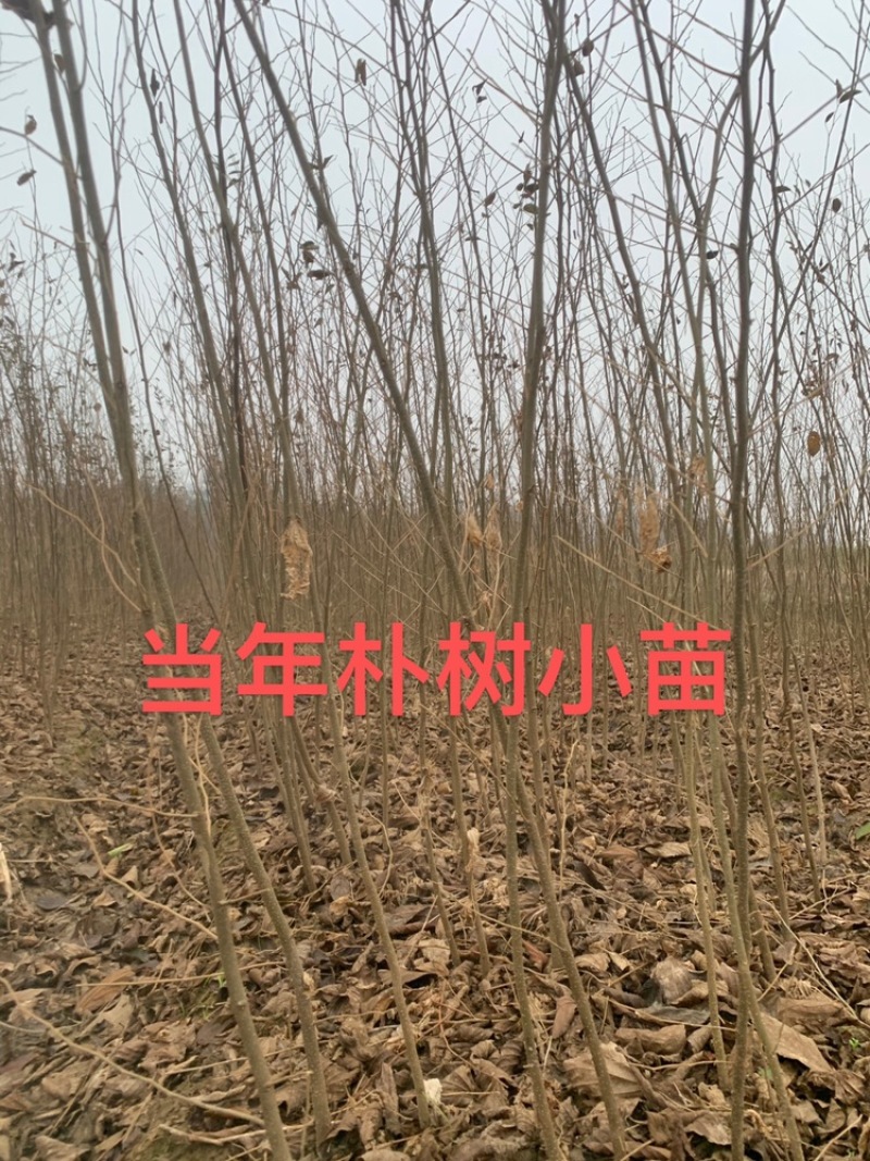 朴树小苗高度1.4_2.3米，朴树，二年生朴树3米左右