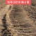 朴树小苗高度1.4_2.3米，朴树，二年生朴树3米左右