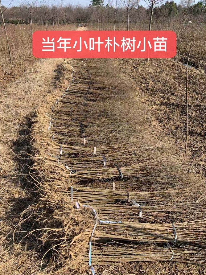 朴树小苗高度1.4_2.3米，朴树，二年生朴树3米左右