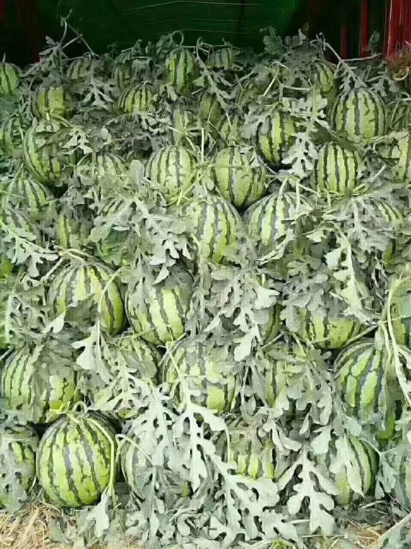 【预售】8424西瓜-基地直供-货源充保证质量-保证质量