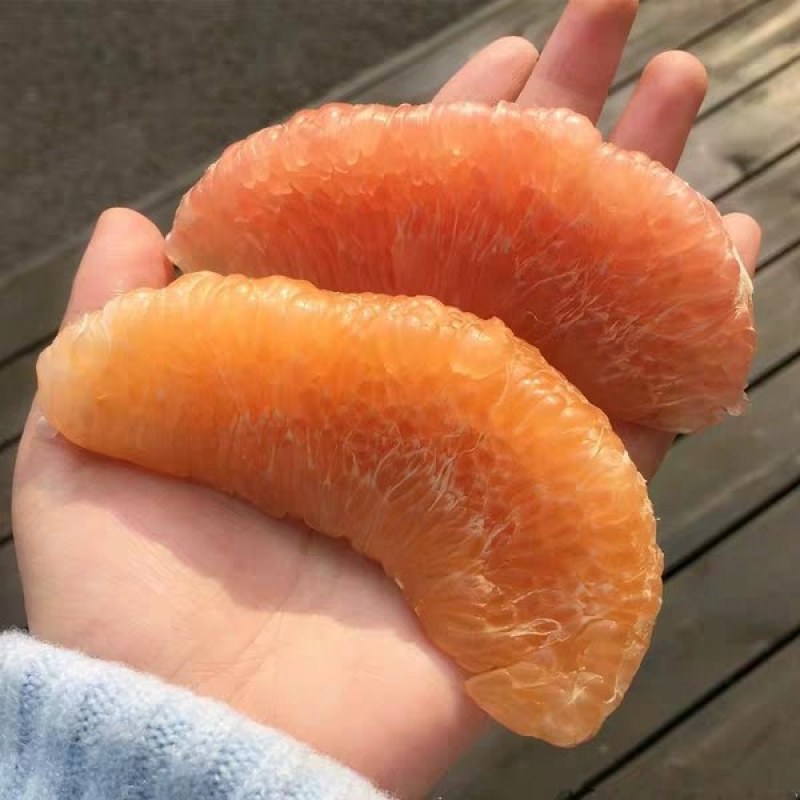 新品种早熟三红蜜柚苗《速生生长结果快》成活率高