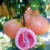 新品种早熟三红蜜柚苗《速生生长结果快》成活率高