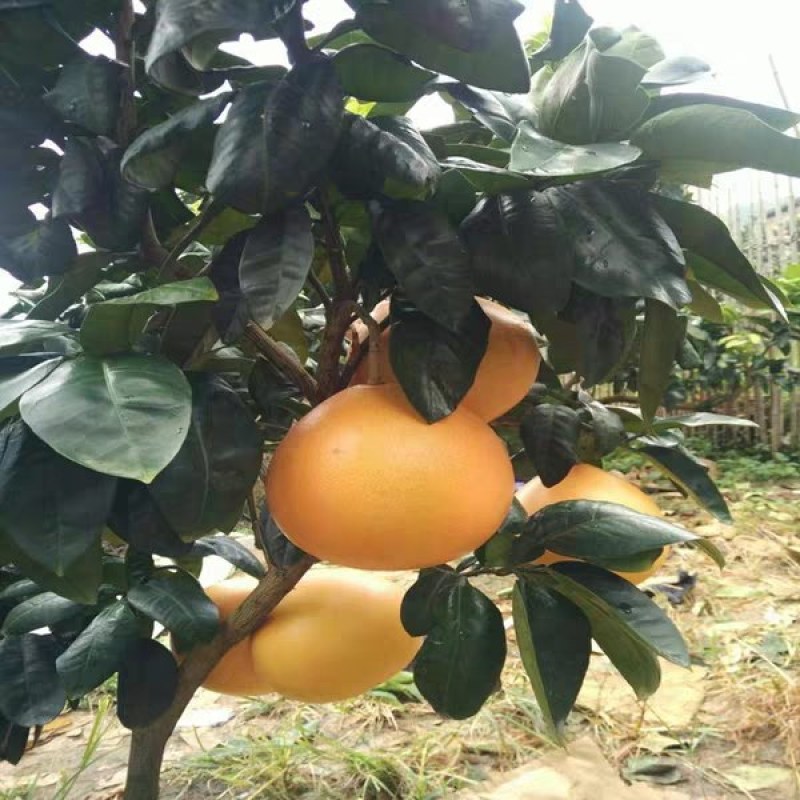 新品种早熟三红蜜柚苗《速生生长结果快》成活率高