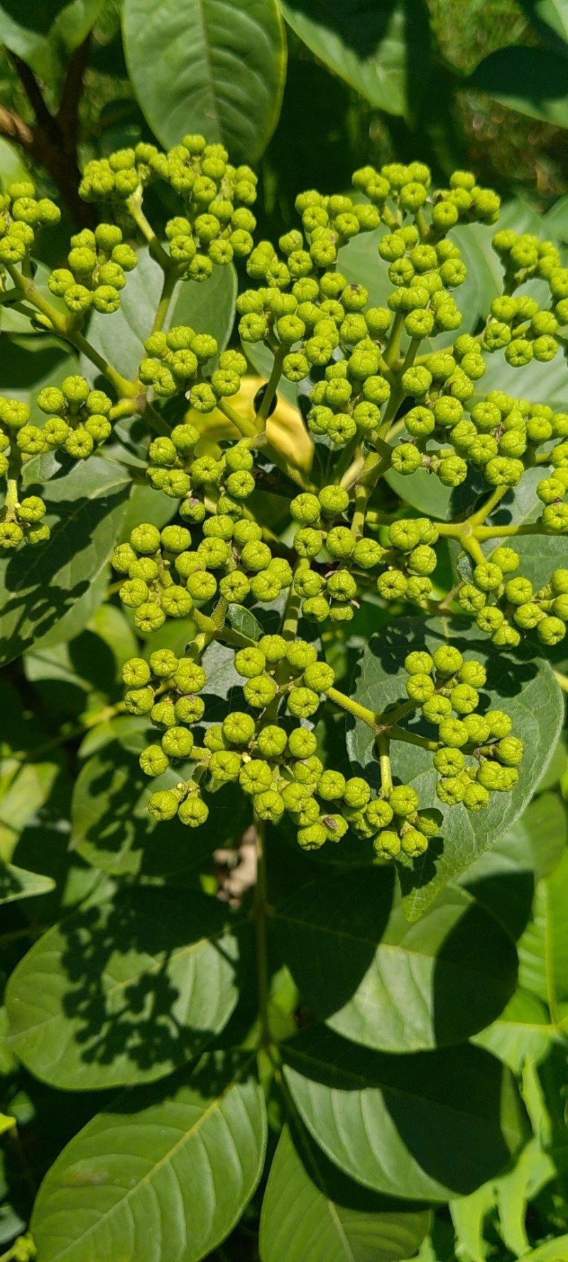 江西中花吴茱萸挂果大树，原产地品种，免费提供种植技术。