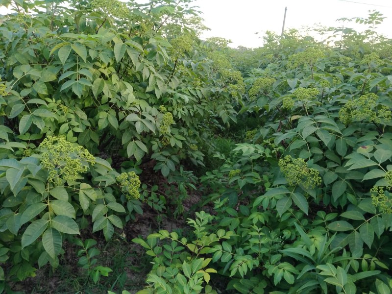 江西中花吴茱萸挂果大树，原产地品种，免费提供种植技术。