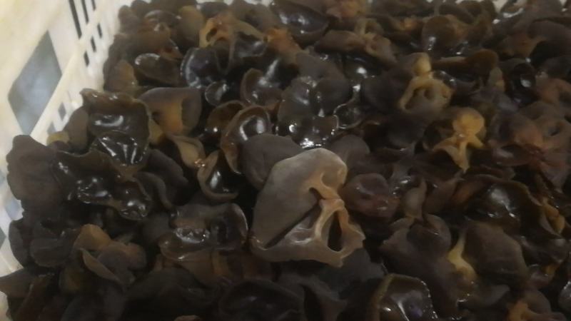黑木耳基地直供人工种植量大从优品质保证