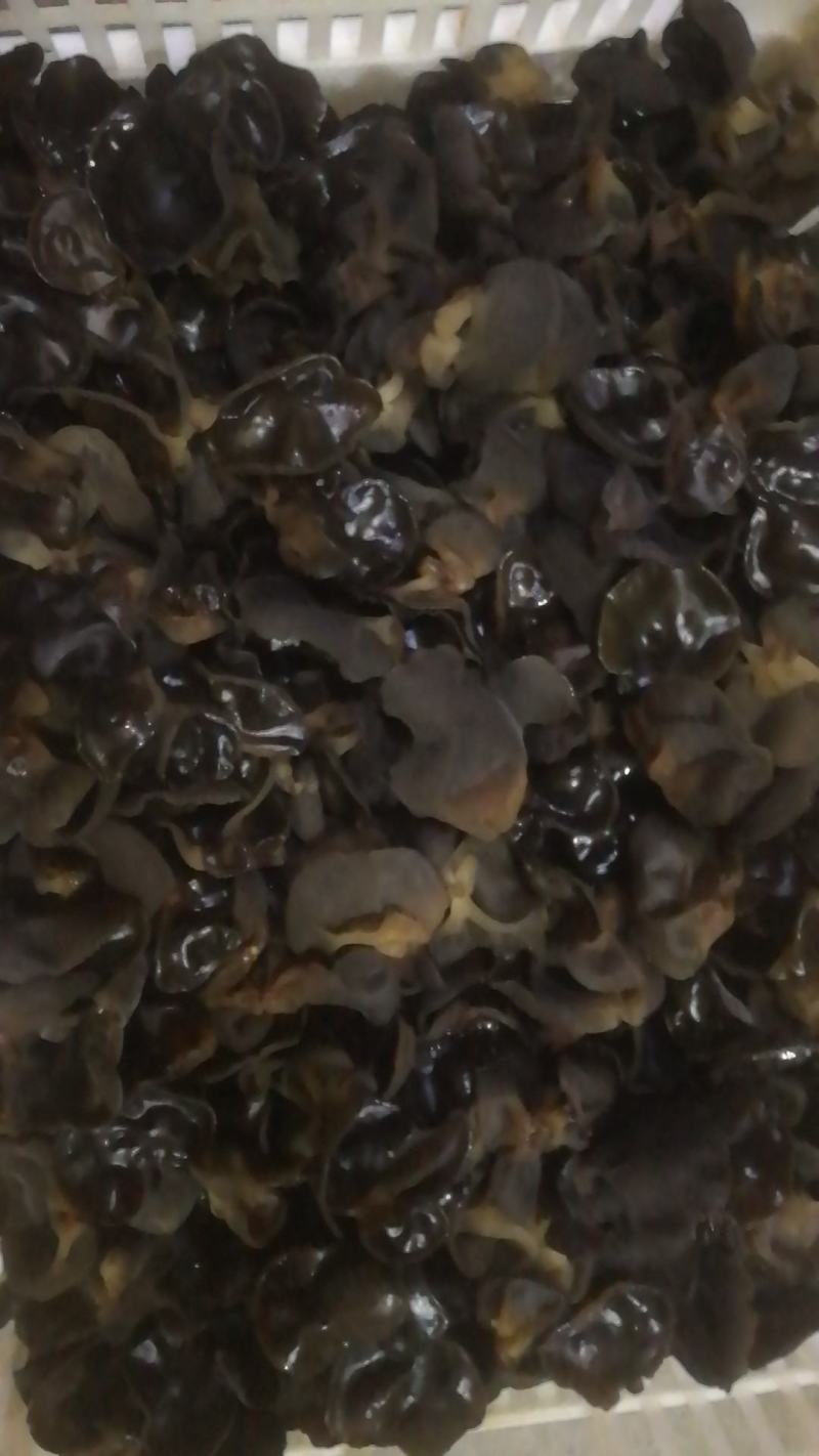 黑木耳基地直供人工种植量大从优品质保证