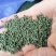 江西中花吴茱萸挂果大树.优质丰产.基地直销..提供技术